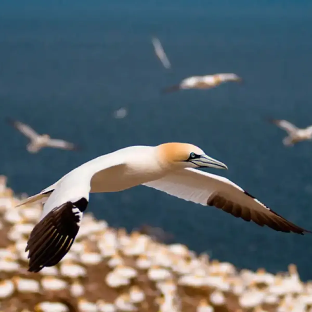 Circuit Gaspé 3 jours depuis Montréal | Rocher Percé, Île de Bonaventure & Jardins Reford