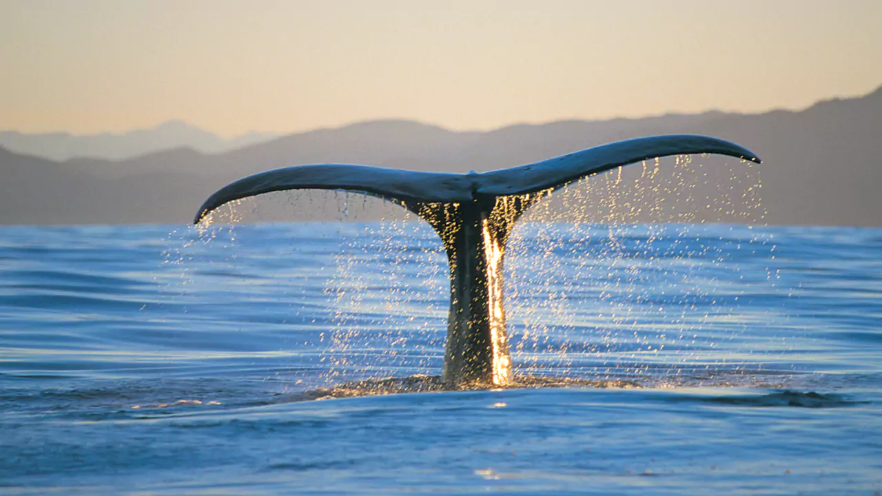 Charlevoix & Observation des Baleines 2 Jours
