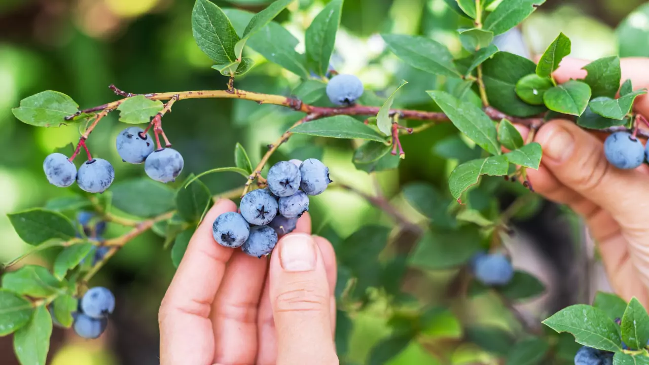 Magog & Coaticook Gorge Day Trip – Lavender, Suspension Bridge & Blueberries