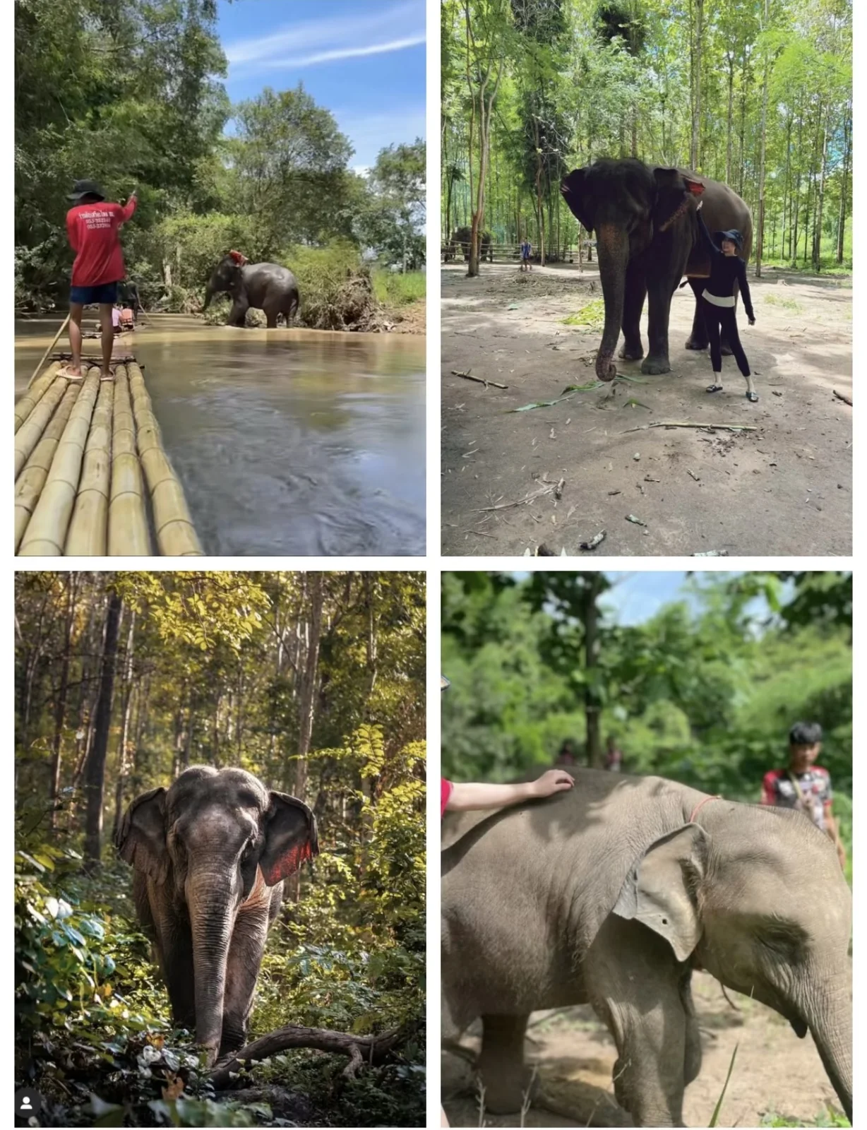 chiangmai-retreat-elephant-title