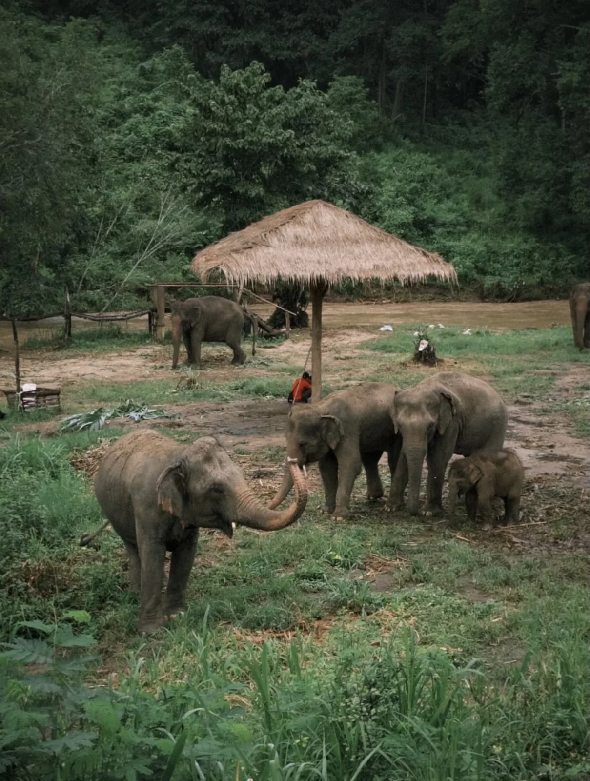 chiangmai-retreat-elephant-title