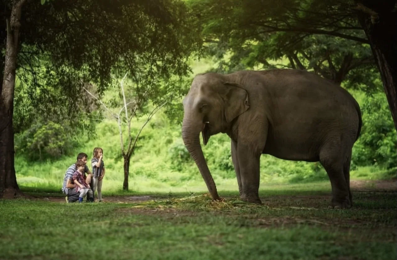 chiangmai-retreat-elephant-title